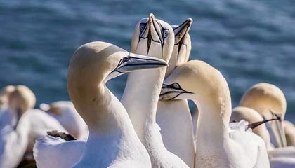 开云电竞赛事-法国男篮在奥运热身赛中取得连胜，法国男篮在奥运热身赛中取得连胜次数