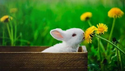 开云综合服务-上海绿地申花阵容轮换频繁，团队默契受影响，上海绿地申花更名